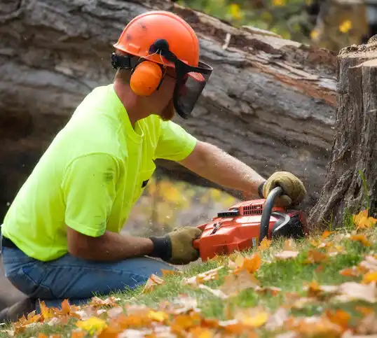 tree services Penns Grove